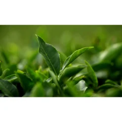 AQ MELIORITY INTENSIVE REGENERATING MULTI-CREAM 45ML