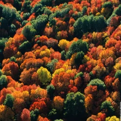 AQUA ALLEGORIA FORTE OUD YUZU EAU DE PARFUM