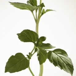 Burberry Goddess Eau de Parfum Intense para Mujer