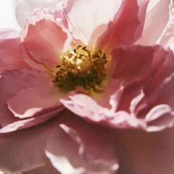 Chloé L'Eau de Parfum Intense para Mujer