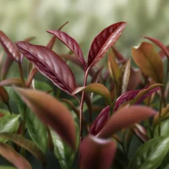 DECORTE  AQ  MELIORITY  INTENSIVE REGENERATING DAY CREAM