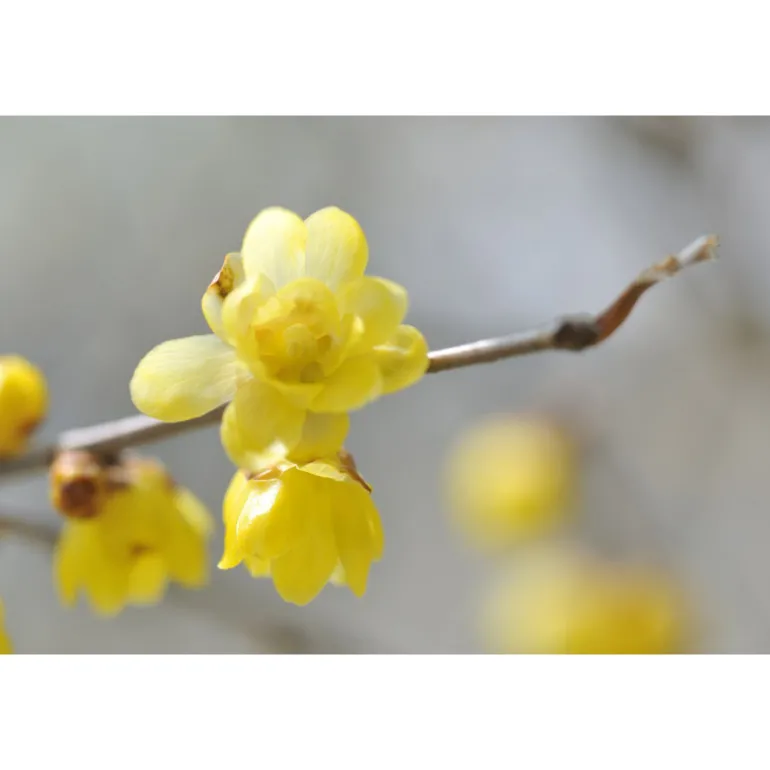 DECORTE  AQ  MELIORITY  INTENSIVE REGENERATING DAY CREAM