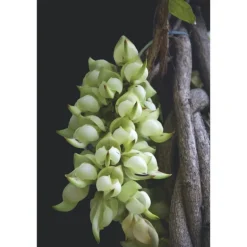 DECORTE  AQ  MELIORITY  INTENSIVE REGENERATING DAY CREAM