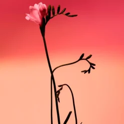 Fresia Solar Eau de Parfum