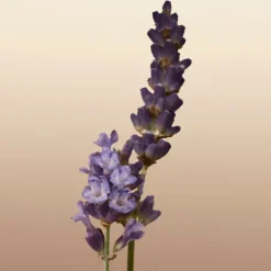 GODDESS EAU DE PARFUM