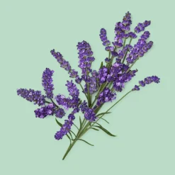 Guilty Essence Pour Homme Eau de Toilette para Hombre