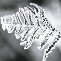 In Contrast Eau de Parfum