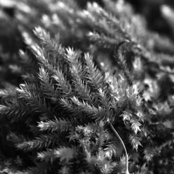 IN CRESCENDO EDP VAPORIZADOR