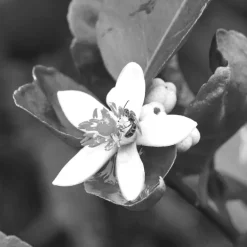 In Essence Eau de Parfum