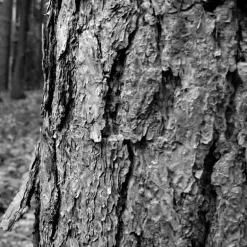 In Gear Eau de Parfum