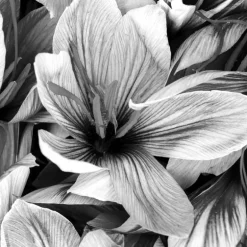 IN MOTION EDP VAPORIZADOR