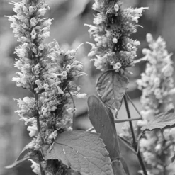 IN TUNE EDP VAPORIZADOR