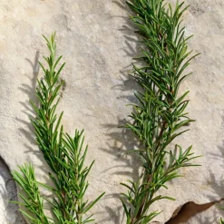 Light Blue Pour Homme New Eau de Toilette