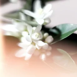 NEROLI RIVIERA CANDLE