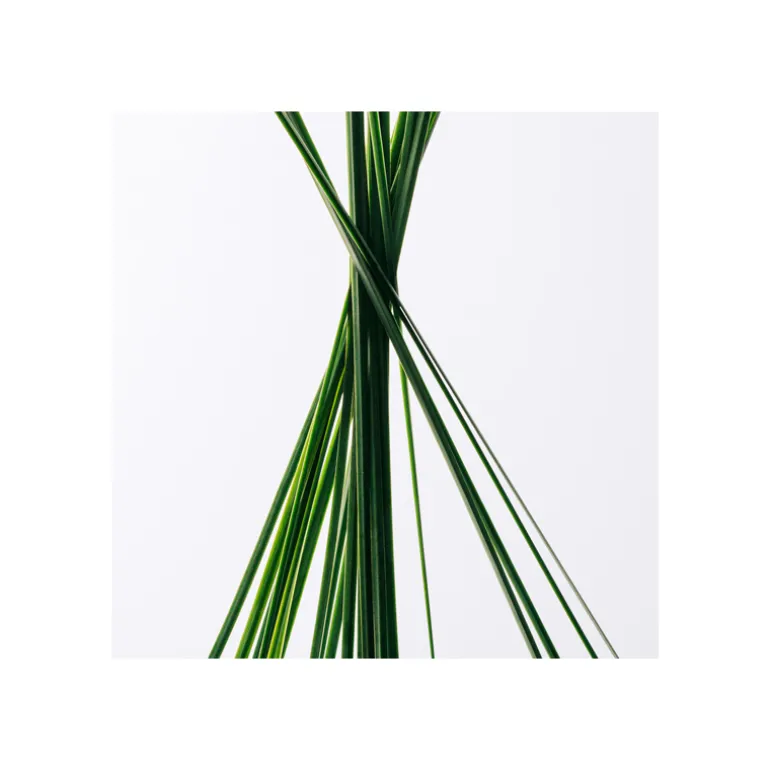 Set Loewe Esencia Eau de Toilette