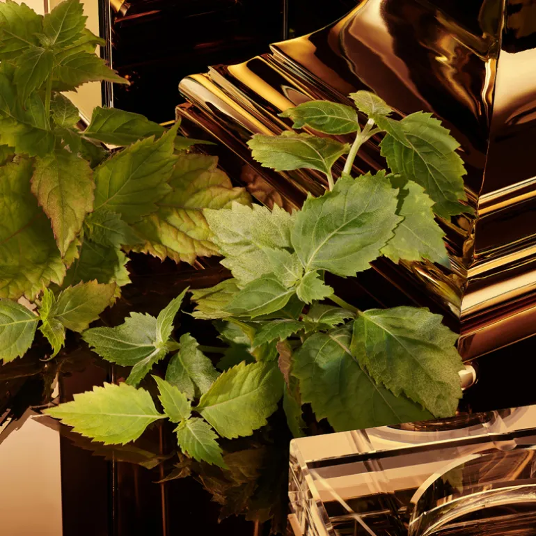 The One for Men Gold Eau de Parfum Intense